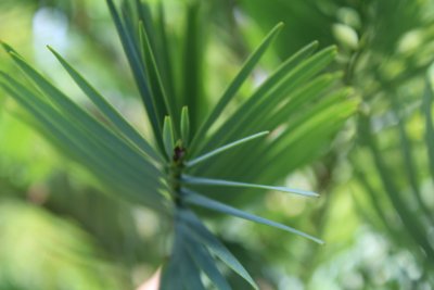 Wollemia nobilis - wolémie vznešená -detai uspořádání jehlic (2)